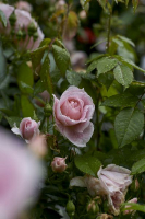rosenfest_2016_117